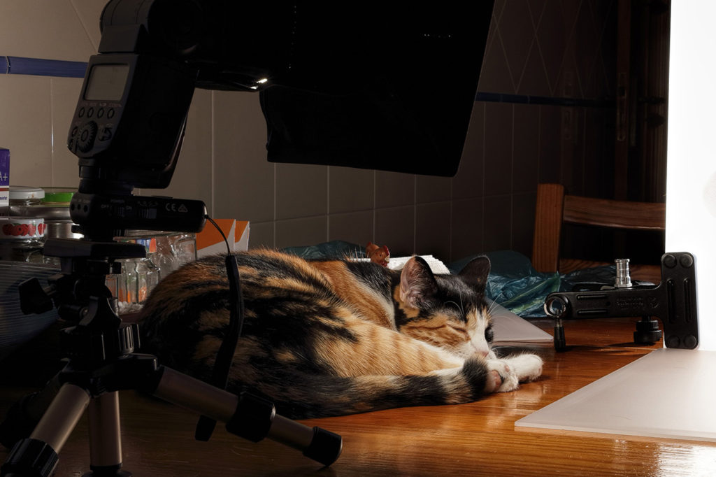 Cats are a photographer’s best friend