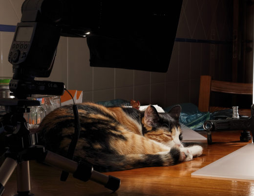 Cats are a photographer’s best friend